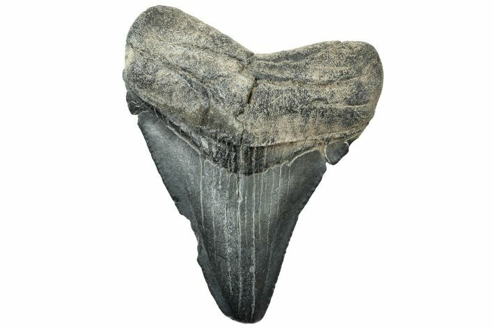 Juvenile Megalodon Tooth - South Carolina #312108